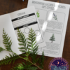 Four Sacred Medicines Lesson and Plant Life Cycle Activities