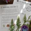 IG Posts - Monthly (7) Cedar Tree Lesson and Inquiry Activity - Indigenous Outdoor Education
