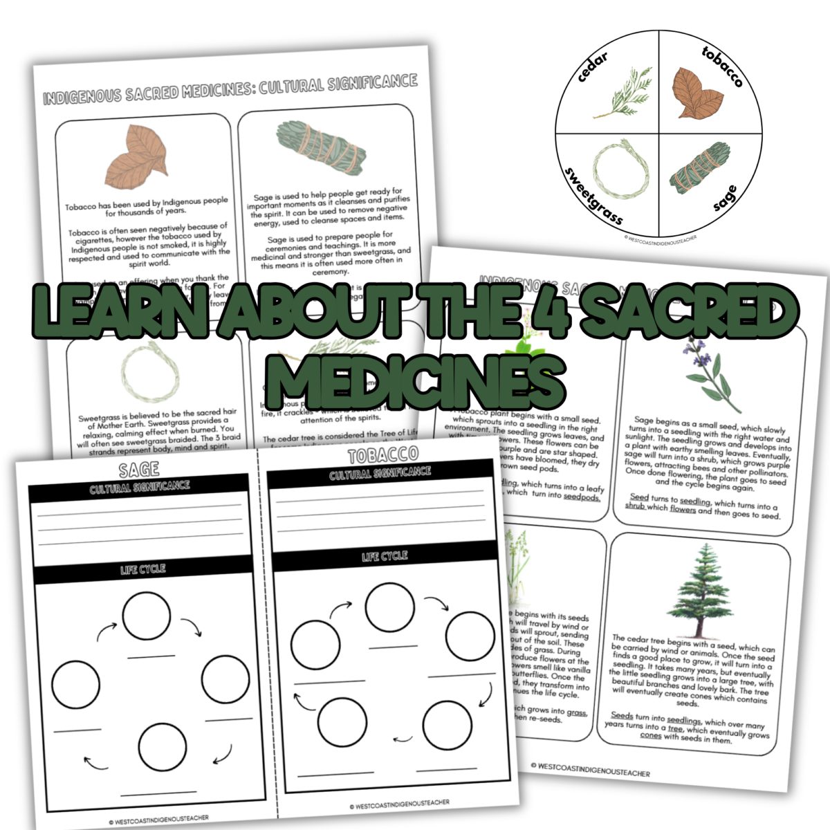 indigenous sacred medicines (2) Four Sacred Medicines Lesson and Plant Life Cycle Activities