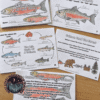 Salmon Life Cycle Booklet & Activities with Indigenous Connections